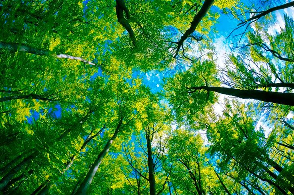 Dataoorts Trees